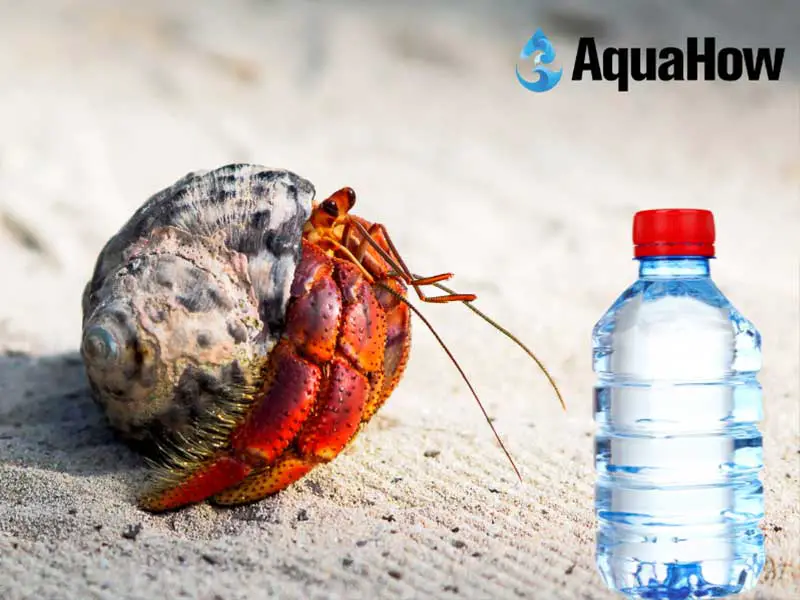 Can Hermit Crabs Drink Bottled Water